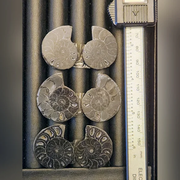 Black Split Ammonite Shell Fossil. Crystal Collector. - Picture 5 of 5